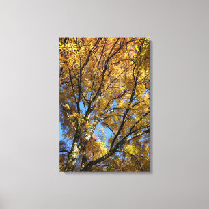 Toile Arbres colorés en automne