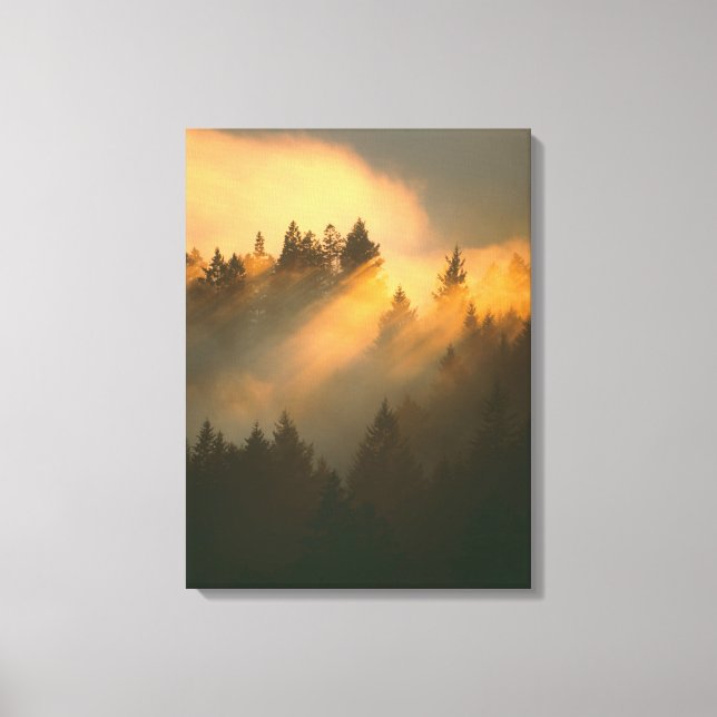 Toile arbres de séquoia dans le brouillard côtier, comté (Recto)