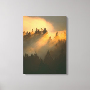 Toile arbres de séquoia dans le brouillard côtier, comté