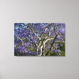 Toile Arbres Jacaranda en fleurs dans le parc New Farm,
