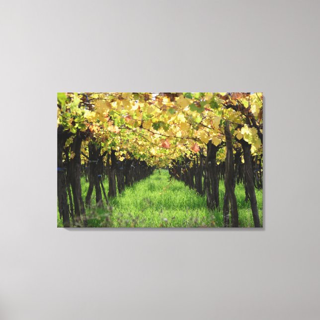 Toile Argentine, Mendoza, Rangée De Raisins Dans Le Vign (Recto)