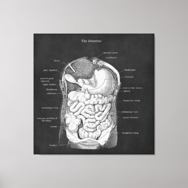 Toile Art anatomique Gastro-entérologiste intestinal Déc (Recto)