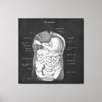 Art anatomique Gastro-entérologiste intestinal Déc