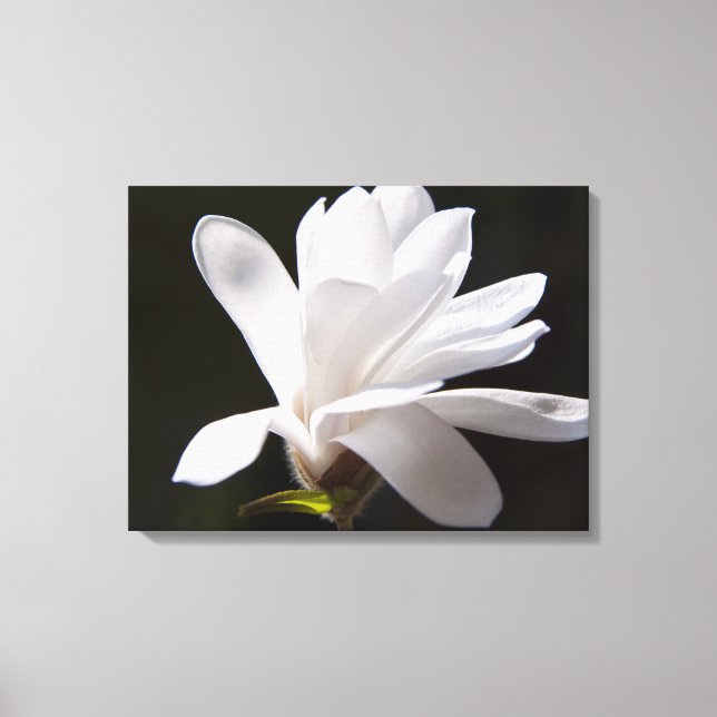 Toile Art Star Fleur Magnolia (Recto)