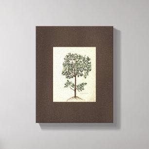 Toile Art vintage Dessin Botanique Olive Tree Canvas