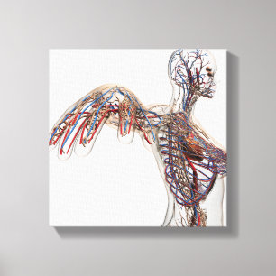 Toile Artères, Veines Et Système Lymphatique 2