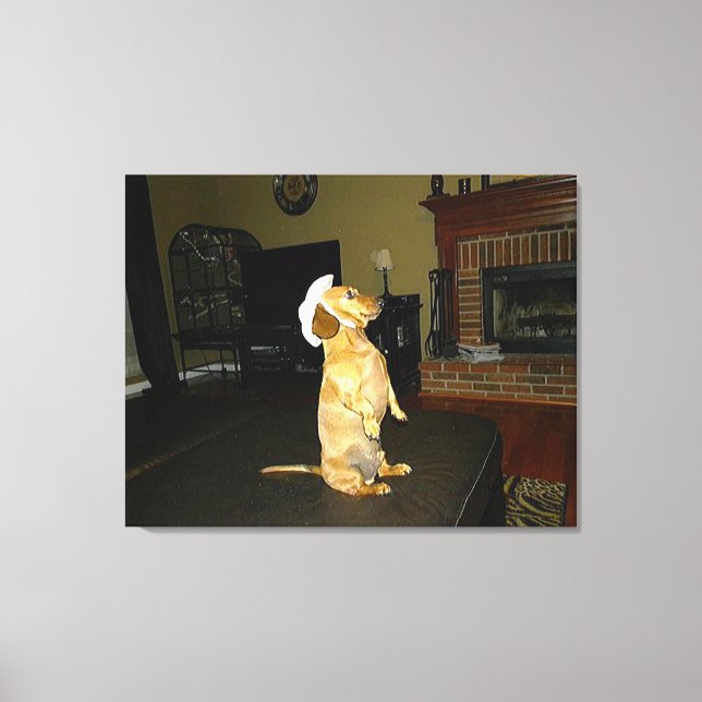 Toile Assis jolie ou regarder TV Dachshund Canvas (Recto)