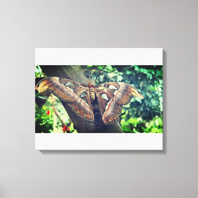 Toile Atlas Moth (Recto)