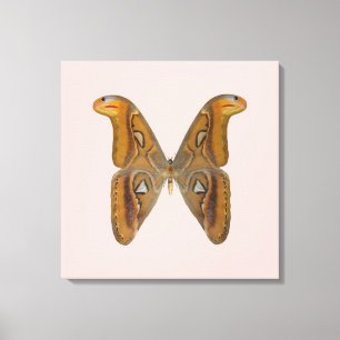 Toile Atlas Moth