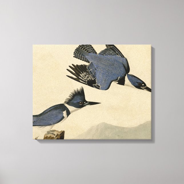 Toile Audubon Belted Kingfisher Wildlife Bird (Recto)