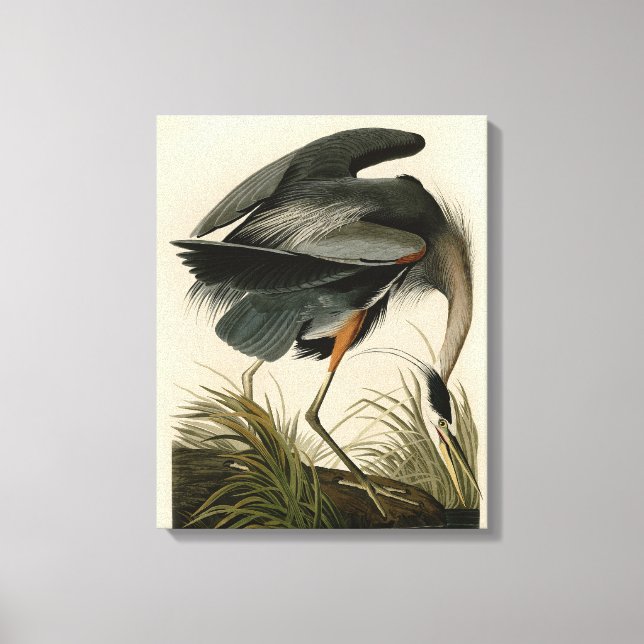 Toile Audubon Great Blue Heron Marsh Bird (Recto)
