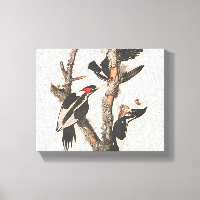 Toile Audubon Ivory-Billed (Recto)