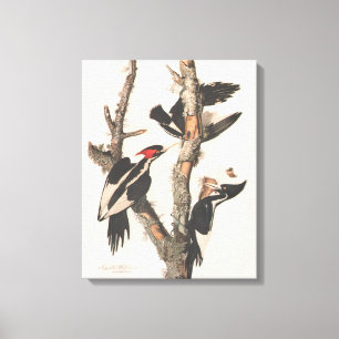 Toile Audubon Ivory-Billed