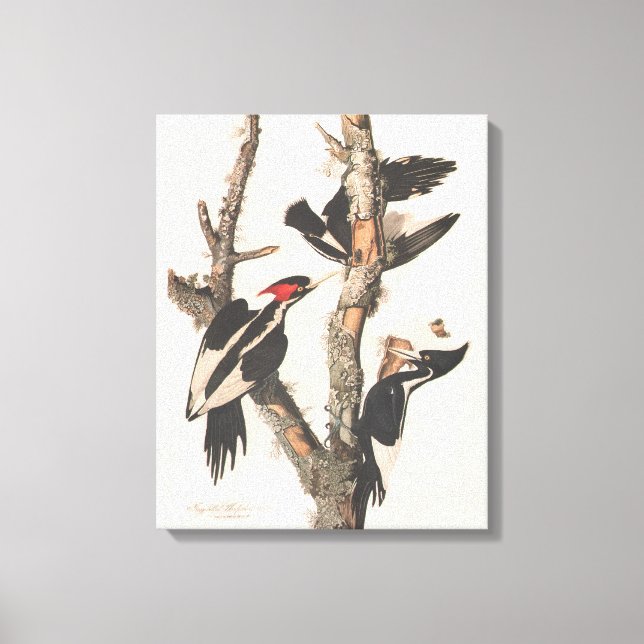 Toile Audubon Ivory-Billed (Recto)