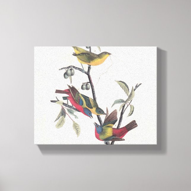 Toile Audubon Peint Bunting Bird Wildlife (Recto)