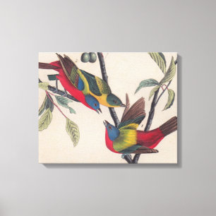 Toile Audubon Peint Bunting Bird Wildlife