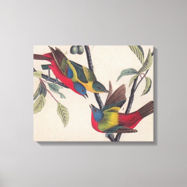 Toile Audubon Peint Bunting Bird Wildlife (Recto)