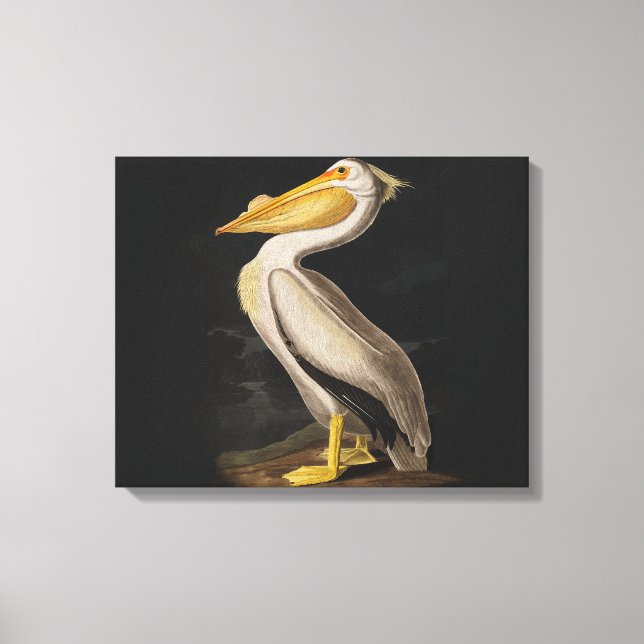 Toile Audubon White Pelican Bird Amérique (Recto)