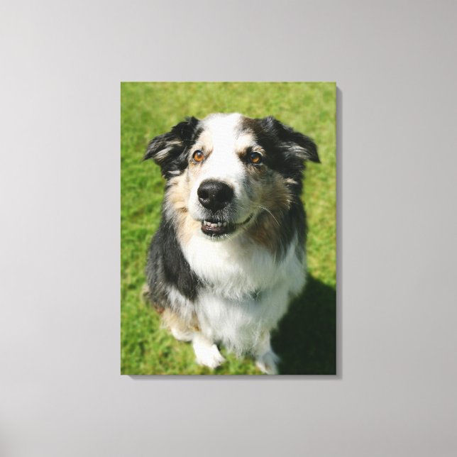 Toile Australian Shepherd sourit devant la caméra (Recto)