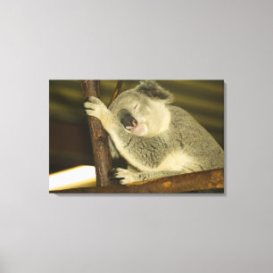 Toile Australie, Queensland, Brisbane. Arborescence des