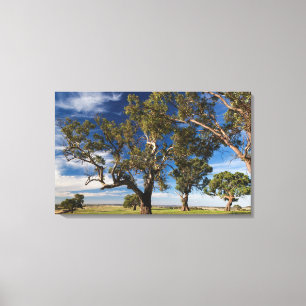 Toile Australie, Vallée de Barossa, Mont Pleasant