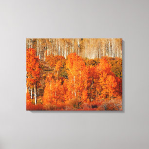 Toile Automne orange enveloppé d'automne d'Aspen de