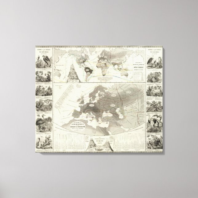 Toile Aves, Oiseaux (Recto)