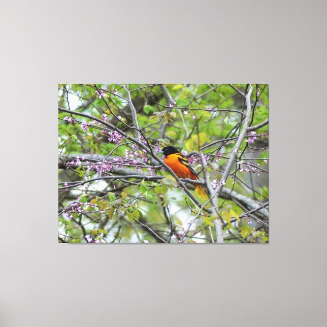 Toile Baltimore Oriole (Recto)