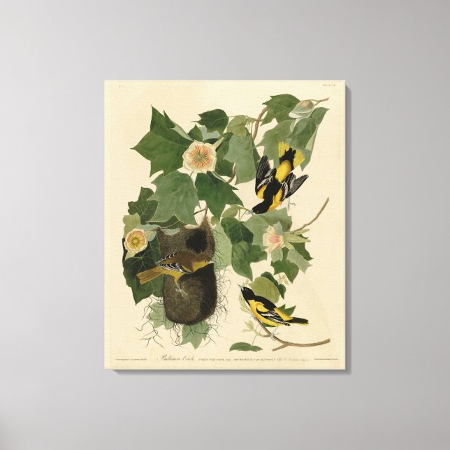 Toile Baltimore Oriole - d'Audubon's Birds of America (Recto)