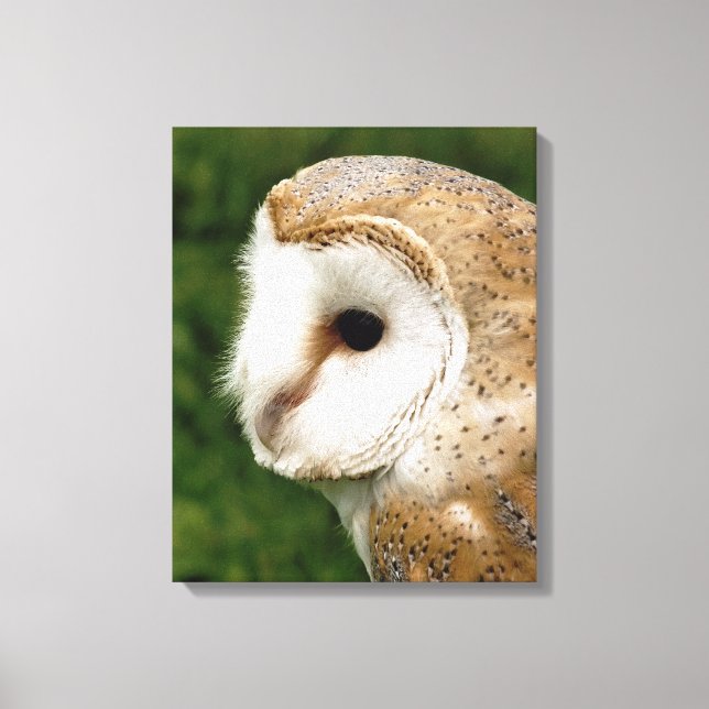 TOILE BARN OWLS (Recto)