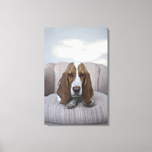Toile Basset Hound