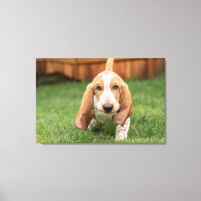 Toile Basset Houng (Recto)