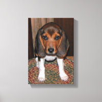 Toile beagle enrobée de chiot