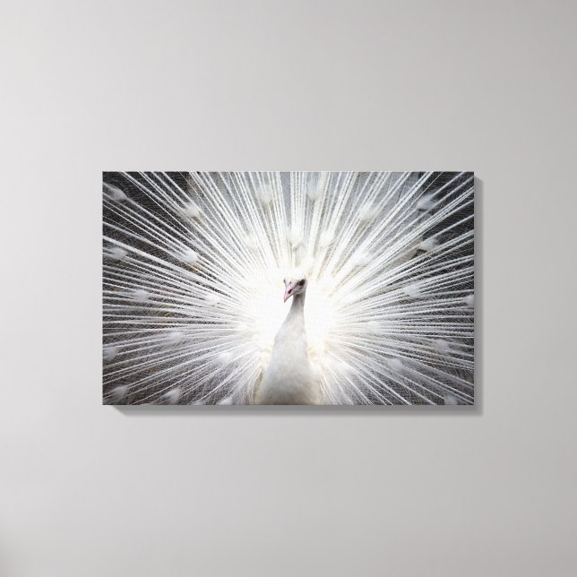 Toile Beau Albino blanc Plumage d'un paon (Recto)