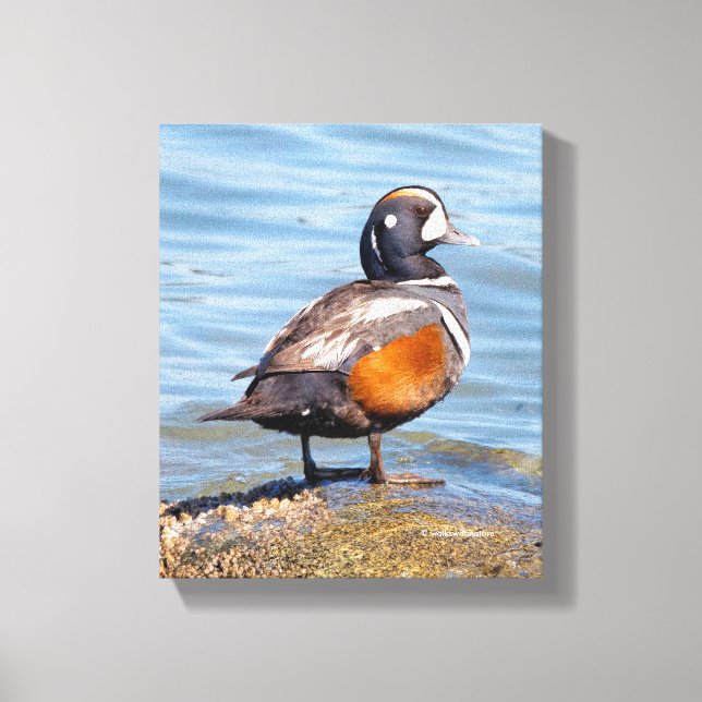 Toile Beau canard arlequin sur le rocher (Recto)