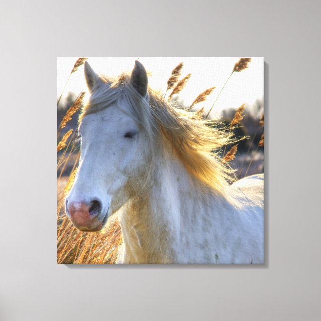 Toile Beau Cheval (Recto)