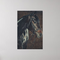 Beau cheval noir Stallion