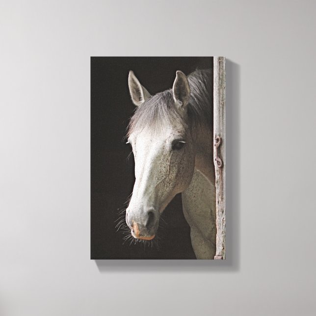 Toile Beau CHEVAUX Mare Gris (Recto)