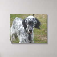 Beau chien anglais Setter