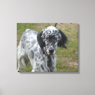 Toile Beau chien anglais Setter