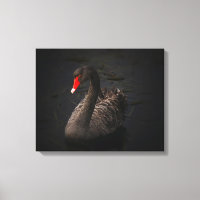 Beau cygne noir avec un bec rouge vif