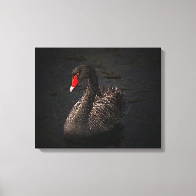 Toile Beau cygne noir avec un bec rouge vif (Recto)