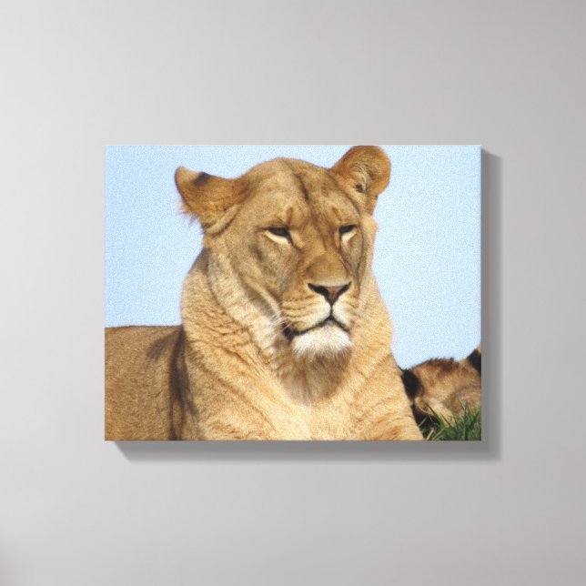 Toile Beau Lion reposant dans la nature (Recto)