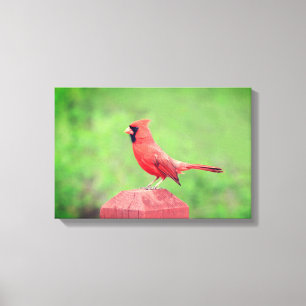 Toile Beau Oiseau Cardinal Rouge