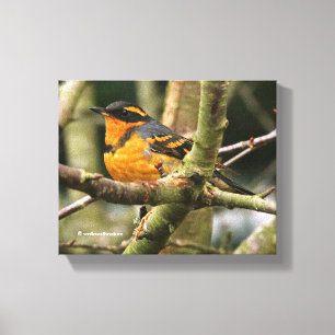 Toile Beau oiseau-chanteur à gorge variée dans l'arbre