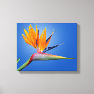 Toile Beau Oiseau de Paradise Strelitzia Flower