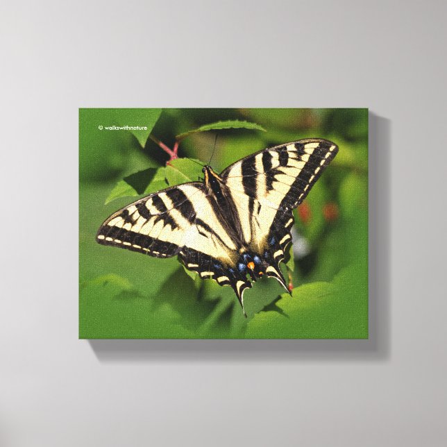Toile Beau papillon de l'Ouest de Tigre Swallowtail (Recto)