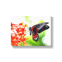 Beau Papillon noir et rouge Insectes Nature