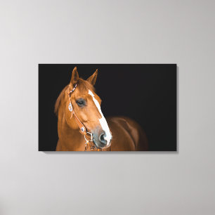 Toile Beau Quarter Horse Photo Canvas