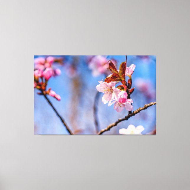 Toile Beauté des fleurs fraîches de sakura au printemps (Recto)